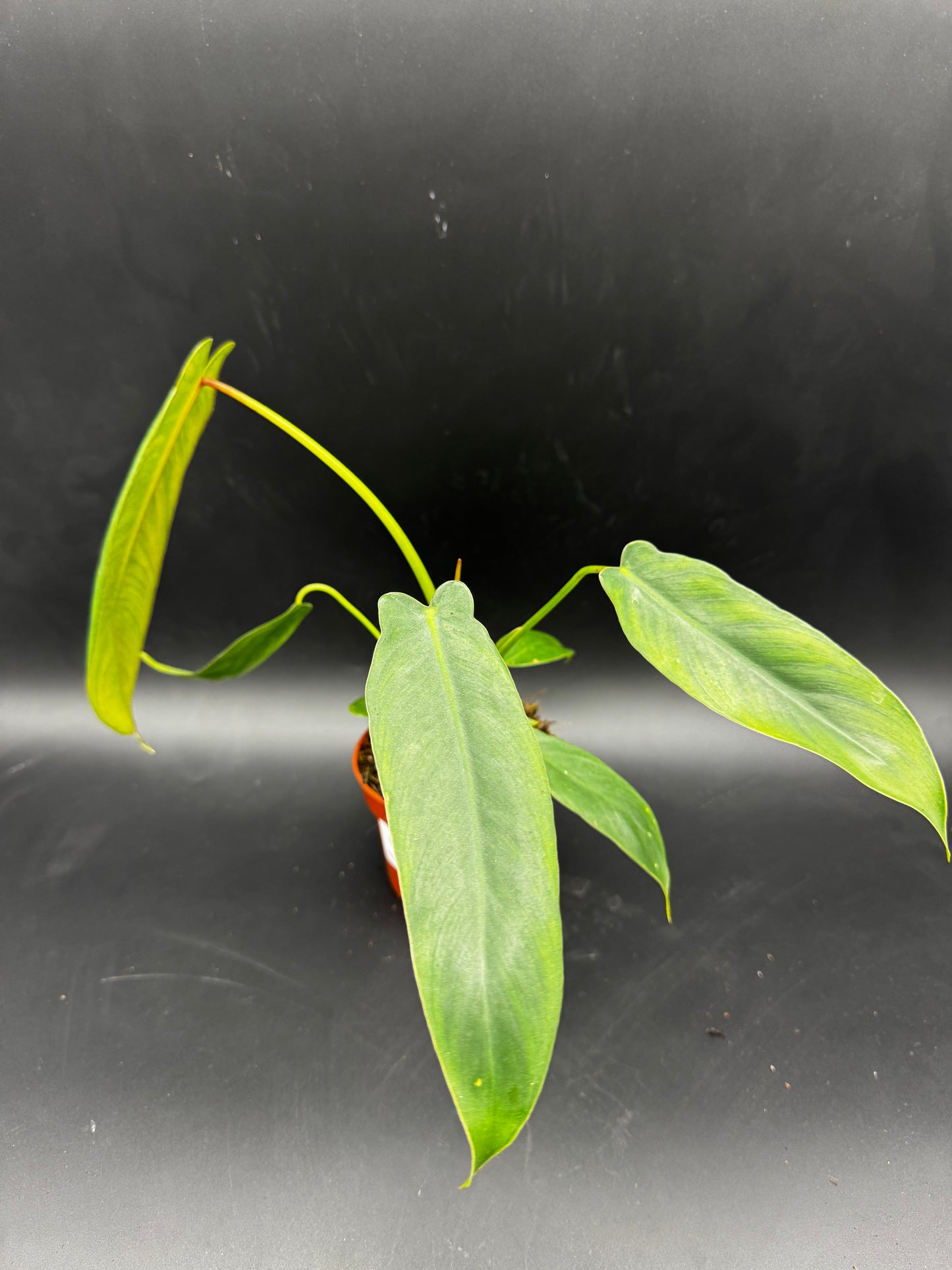 Philodendron Spiritus Sancti