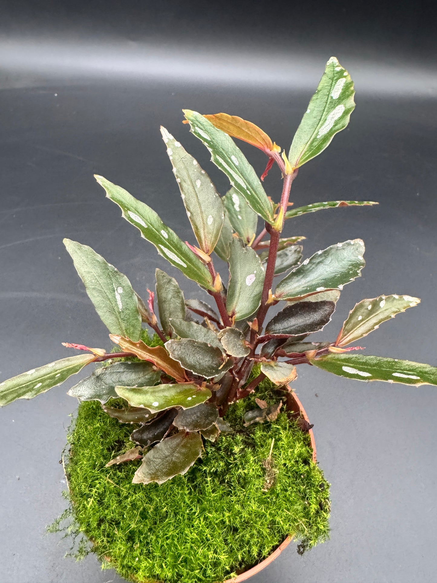 Begonia Julau Typ 2