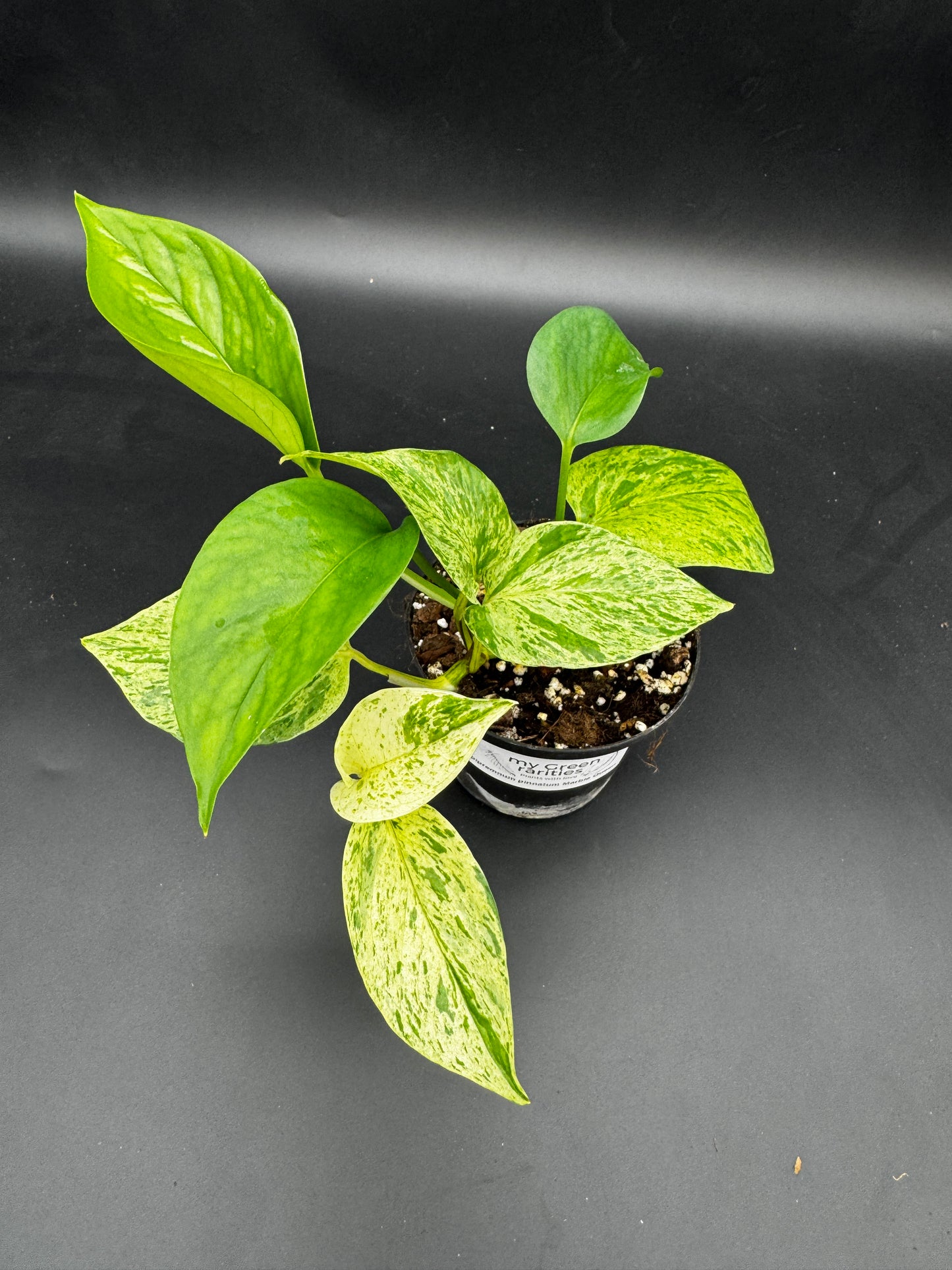 Epipremnum pinnatum Marble Queen