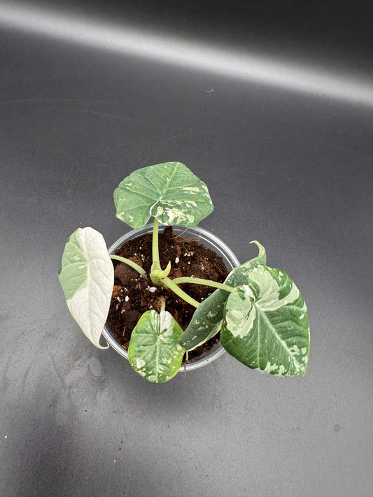 Alocasia maharani albo variegata
