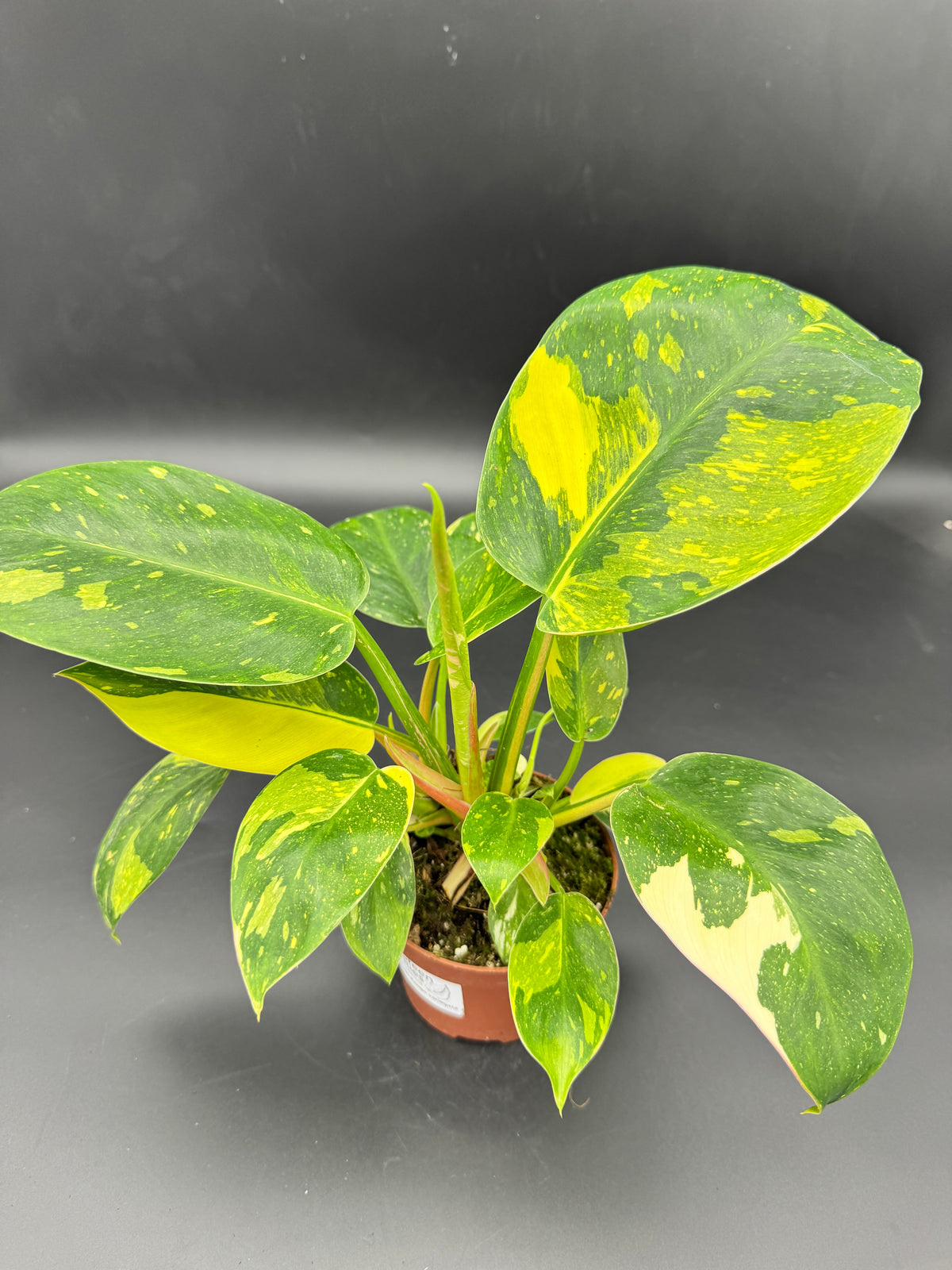 Philodendron Green Kongo variegata