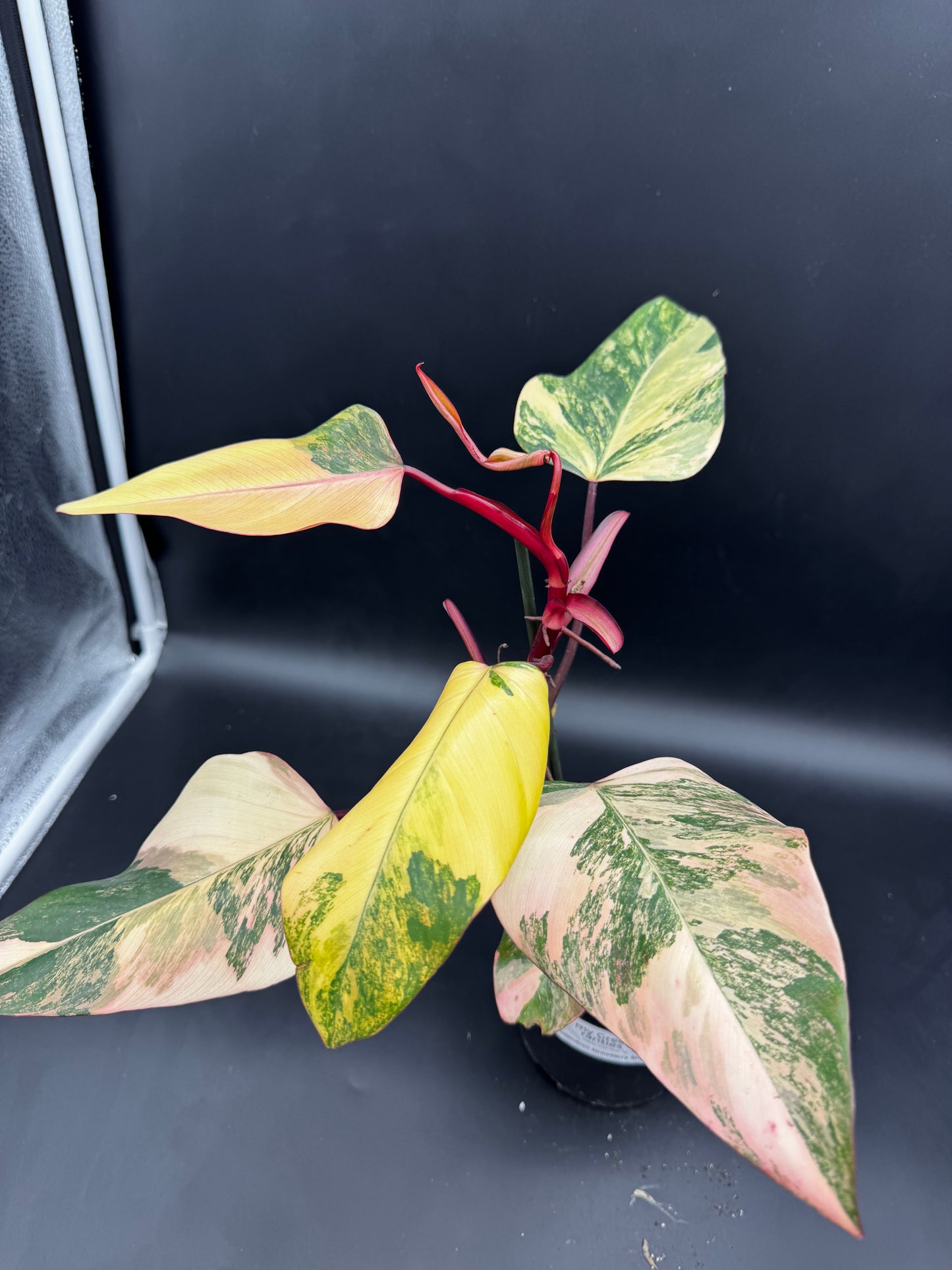 Philodendron strawberry Shake