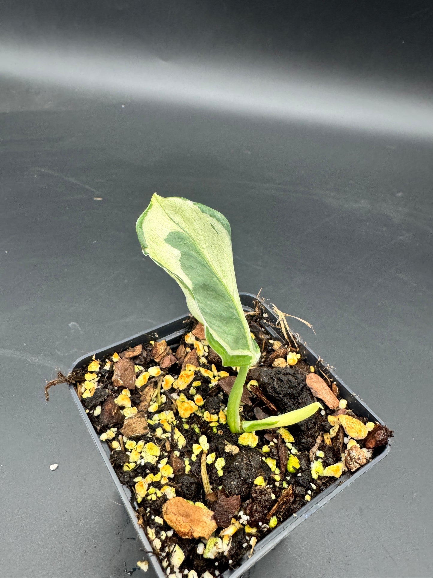 Scindapsus super Star