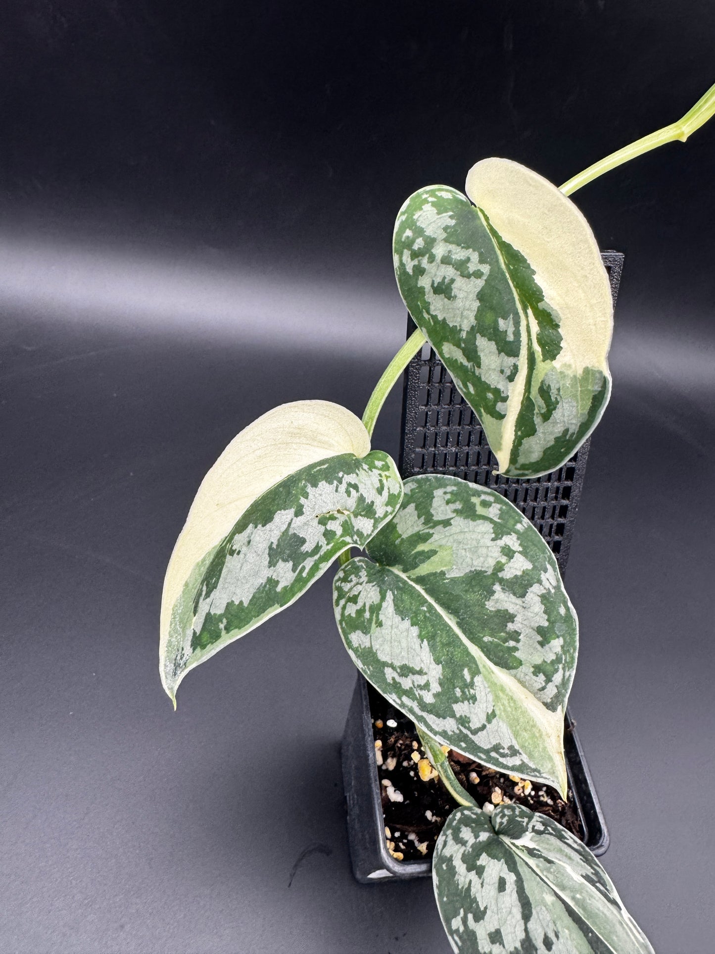 Scindapsus Mayari
