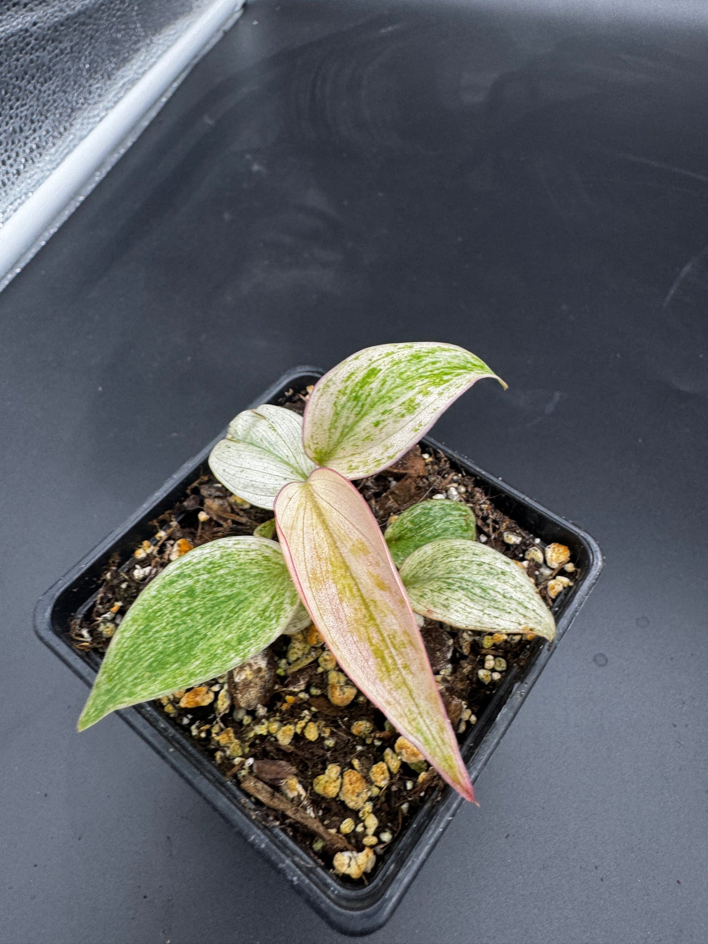 Philodendron micans pink marble variegata