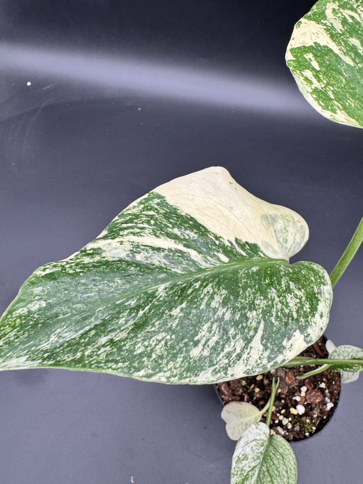 Monstera mint variegata