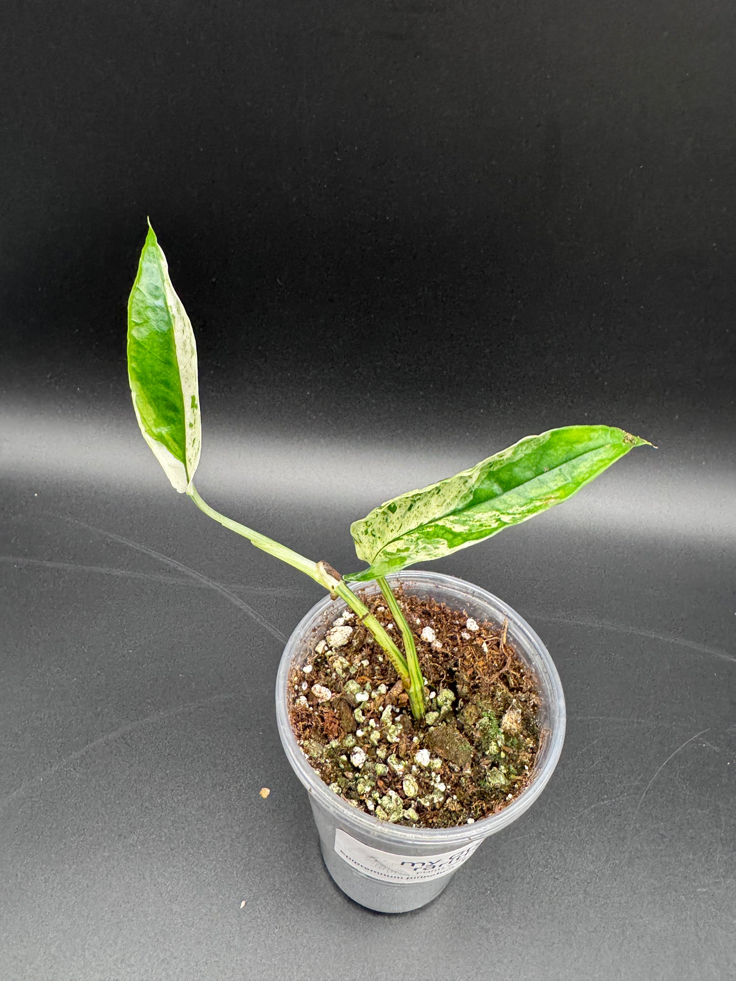 Variegated Choice Trio #1