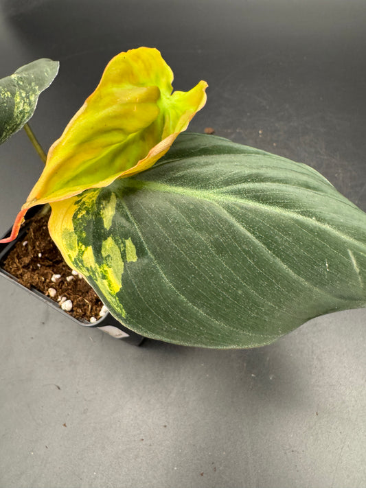 Philodendron micans variegata
