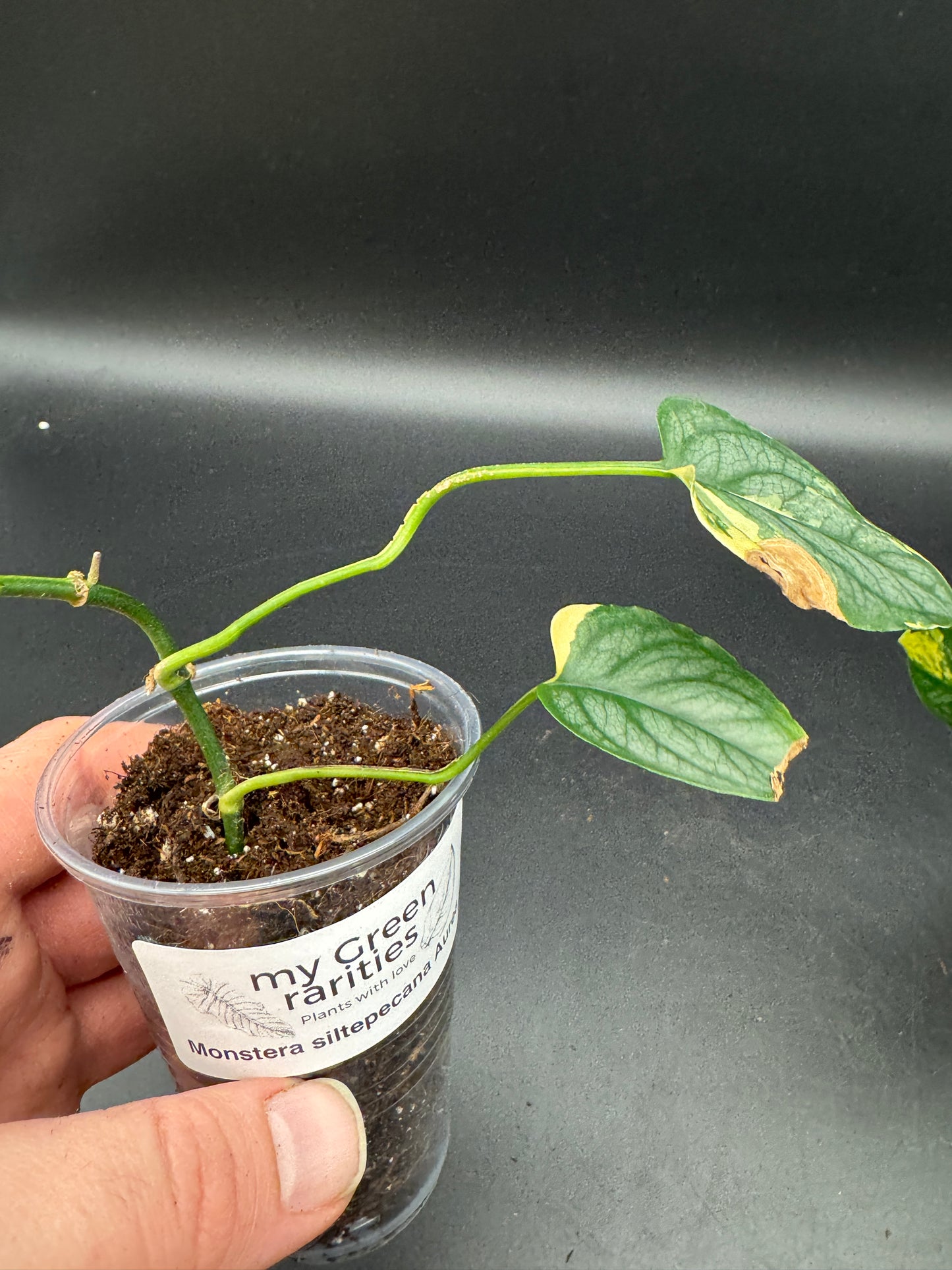 Monstera Siltepecana Aurea Basis