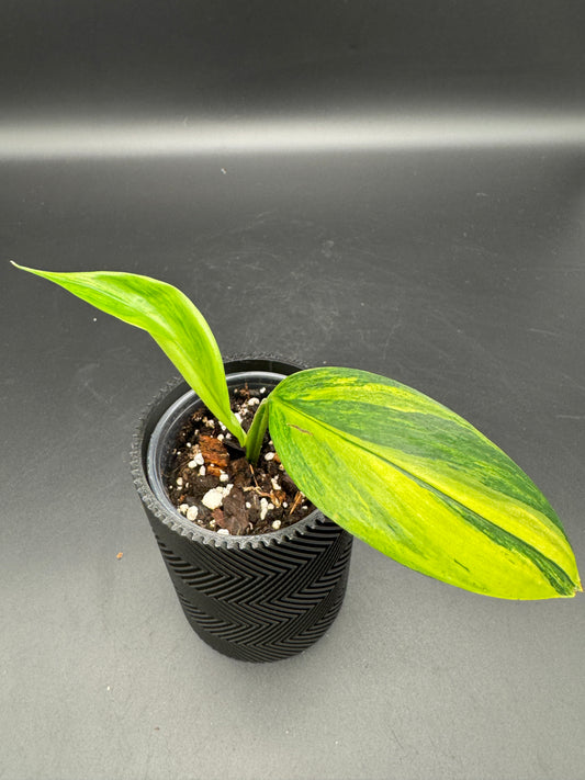 Epipremnum Amplissimum Aurea variegata