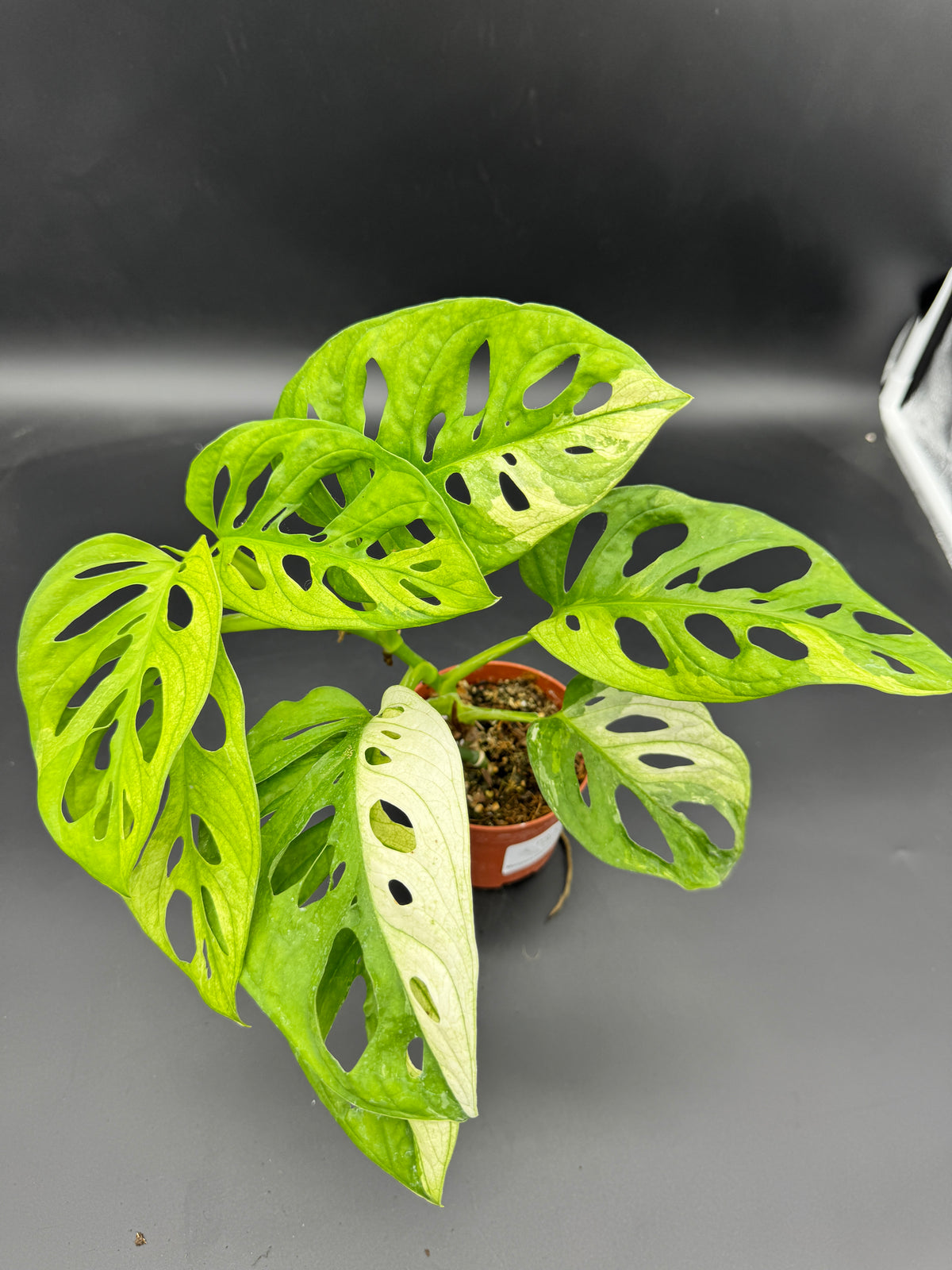 Monstera Adansonii Albo variegata