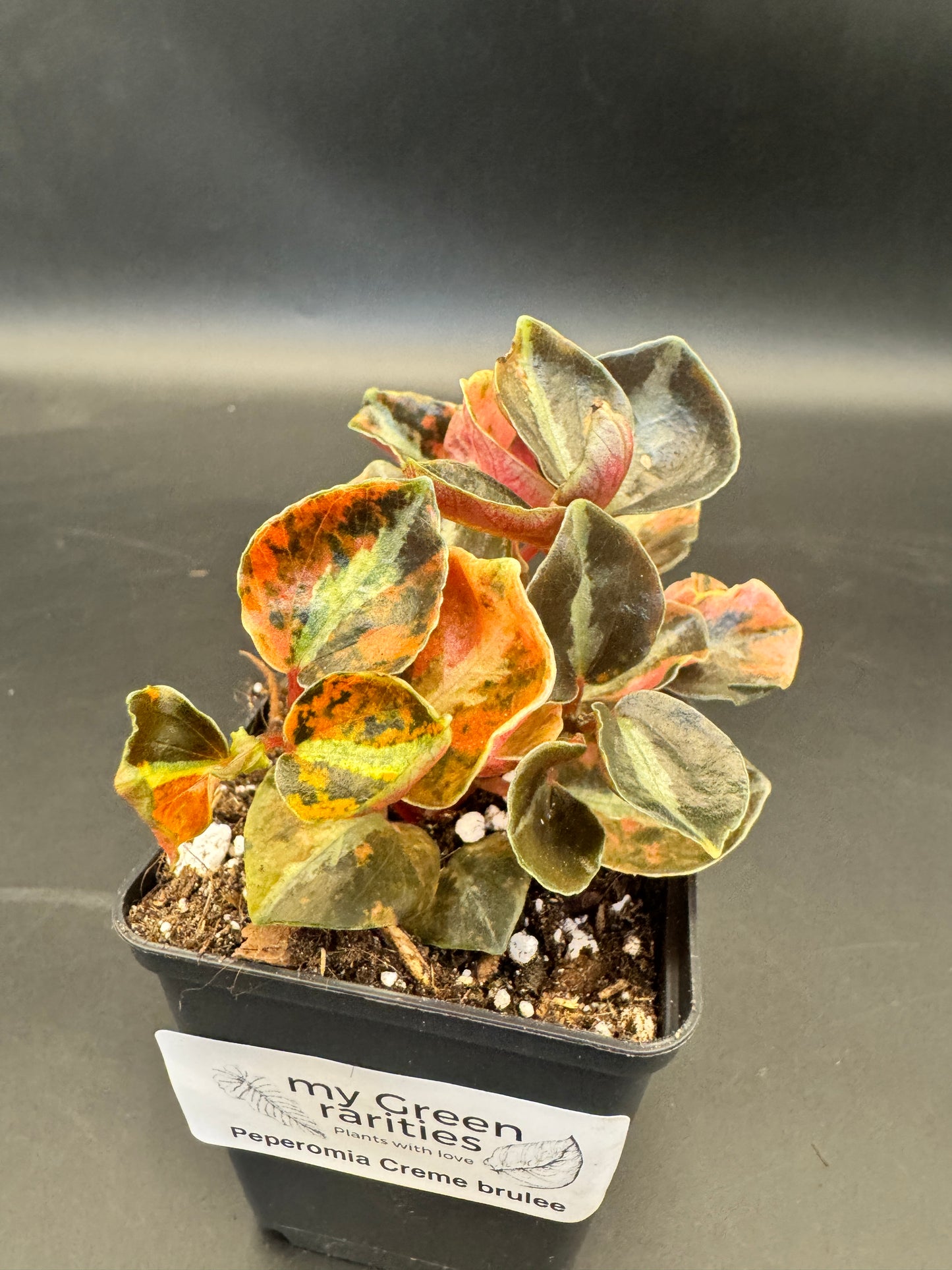 Peperomia Creme brulee