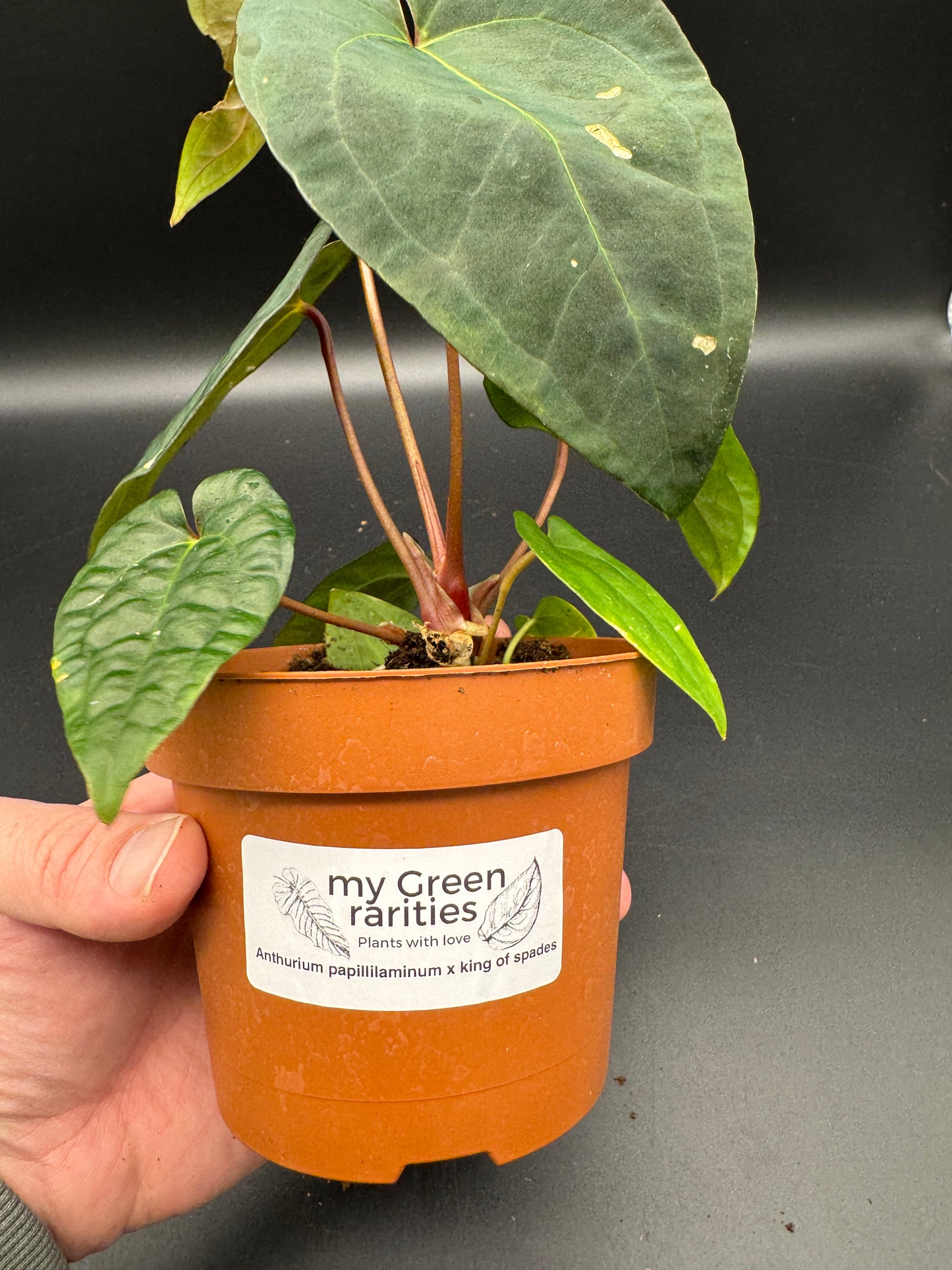 Anthurium papillilaminum x King of Spades