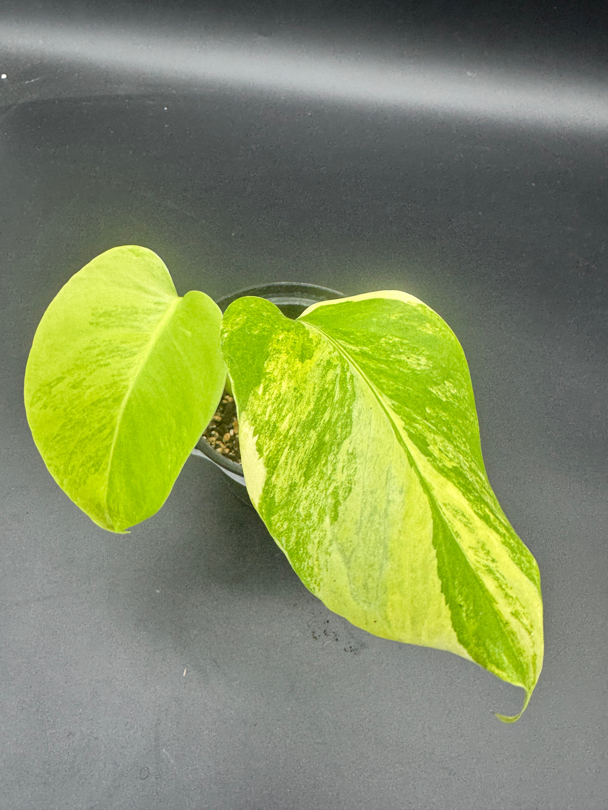 Monstera deliciosa Aurea