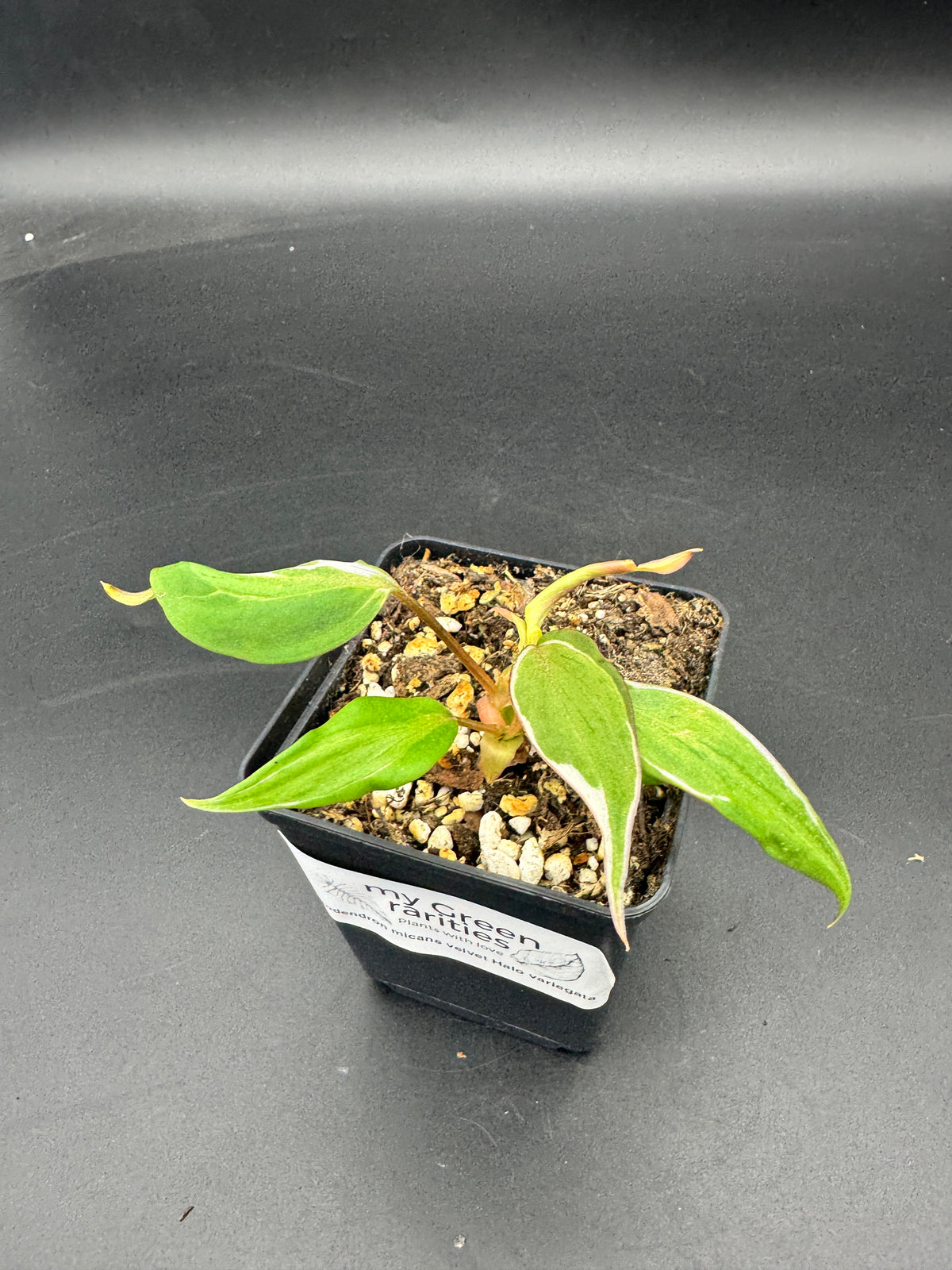 Philodendron micans velvet halo variegata.
