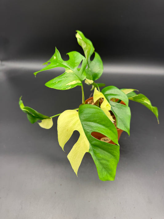 Rhaphidophora tetrasperma variegata