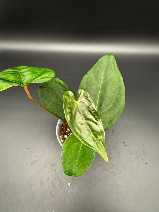 Anthurium papillilaminum x King of Spades