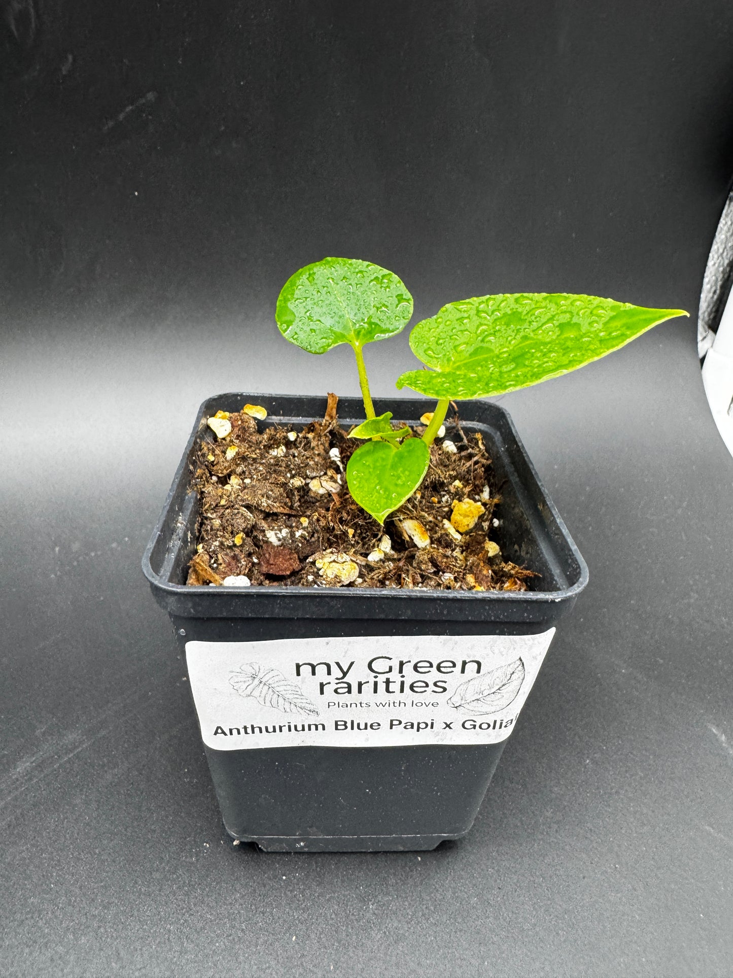 Anthurium Blue Papi X Goliath