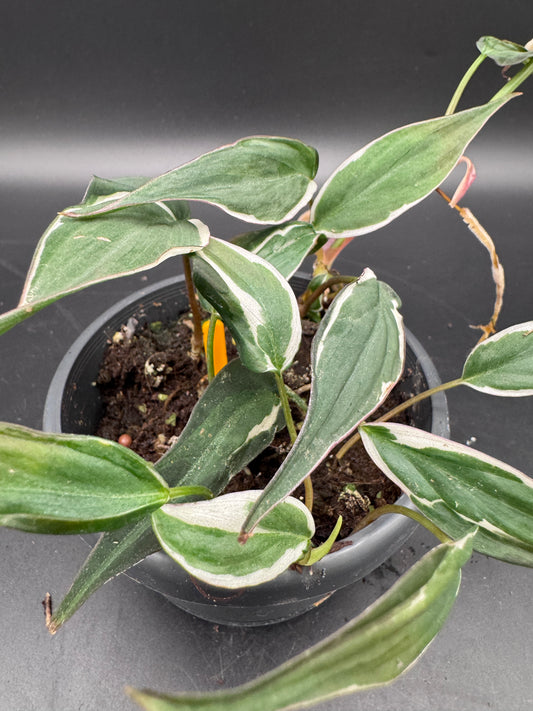 Philodendron micans velvet halo variegata