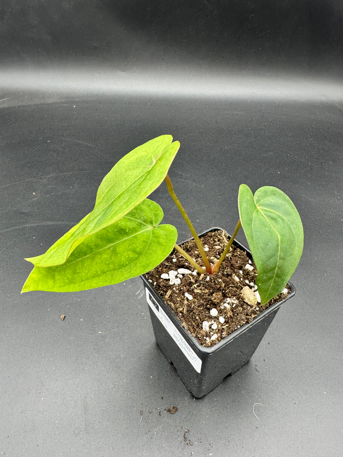 Anthurium Michelle x Black Jack
