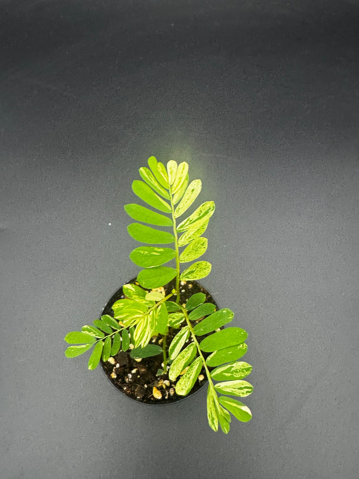Phyllanthus Urinaria albo Variegata