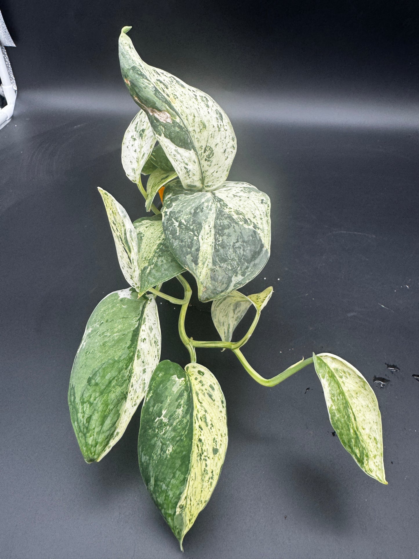 Scindapsus Collector’s Trio