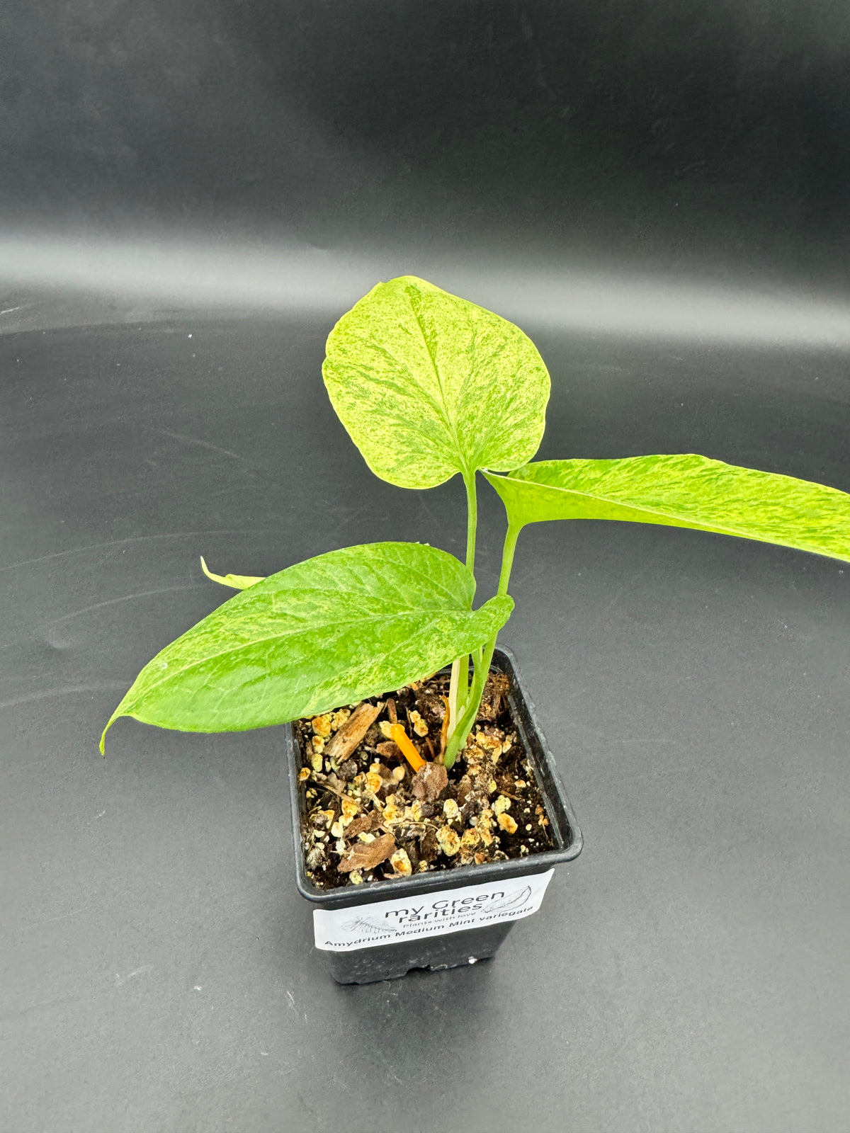 Amydrium Medium Mint variegata