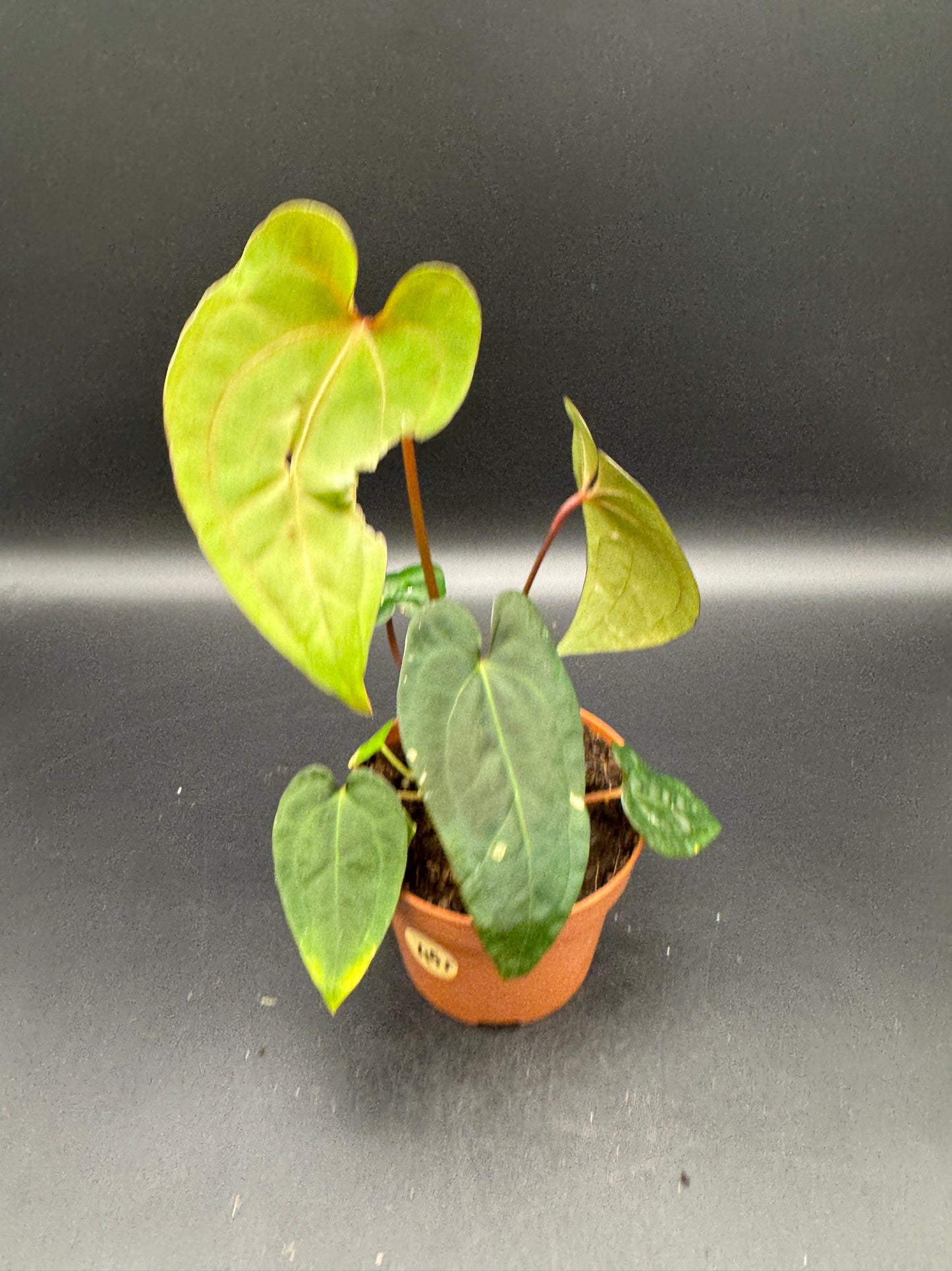 Anthurium papillilaminum x King of Spades