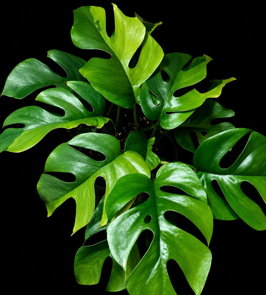 Rhaphidophora tetrasperma Green on Green variegata