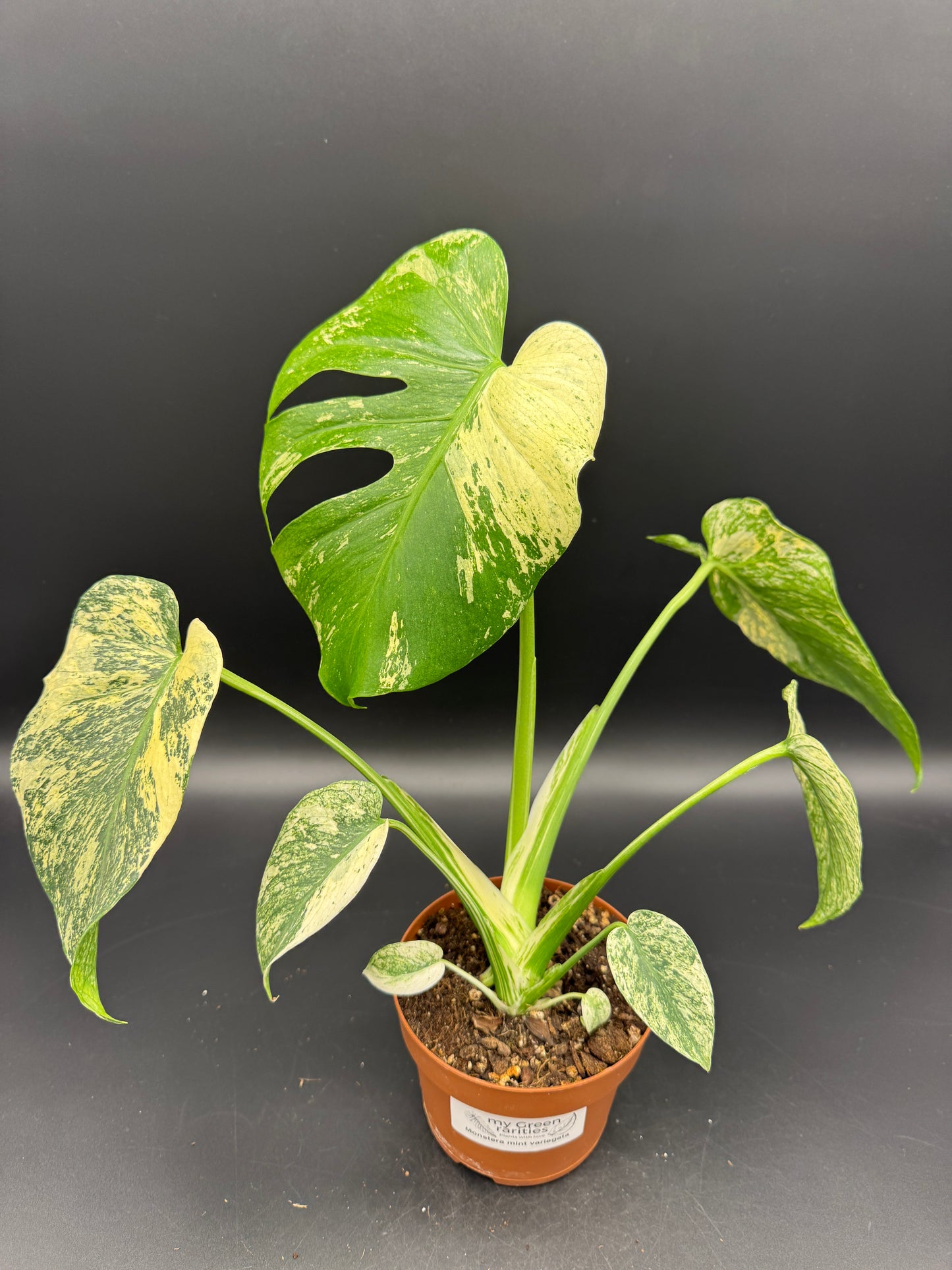 Monstera deliciosa mint variegata