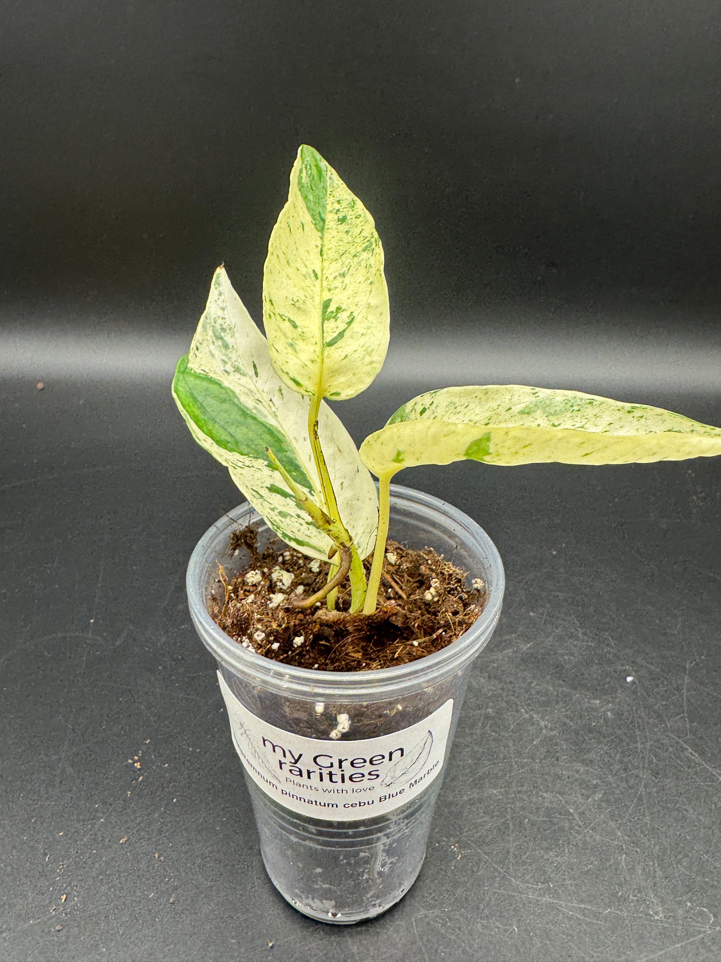 Epipremnum pinnatum Cebu Blue Marble variegata