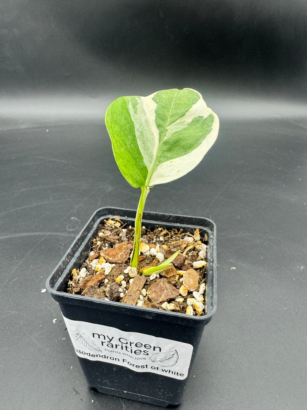 Philodendron Forrest of white
