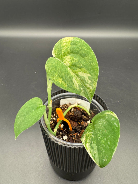 Scindapsus mangurai
