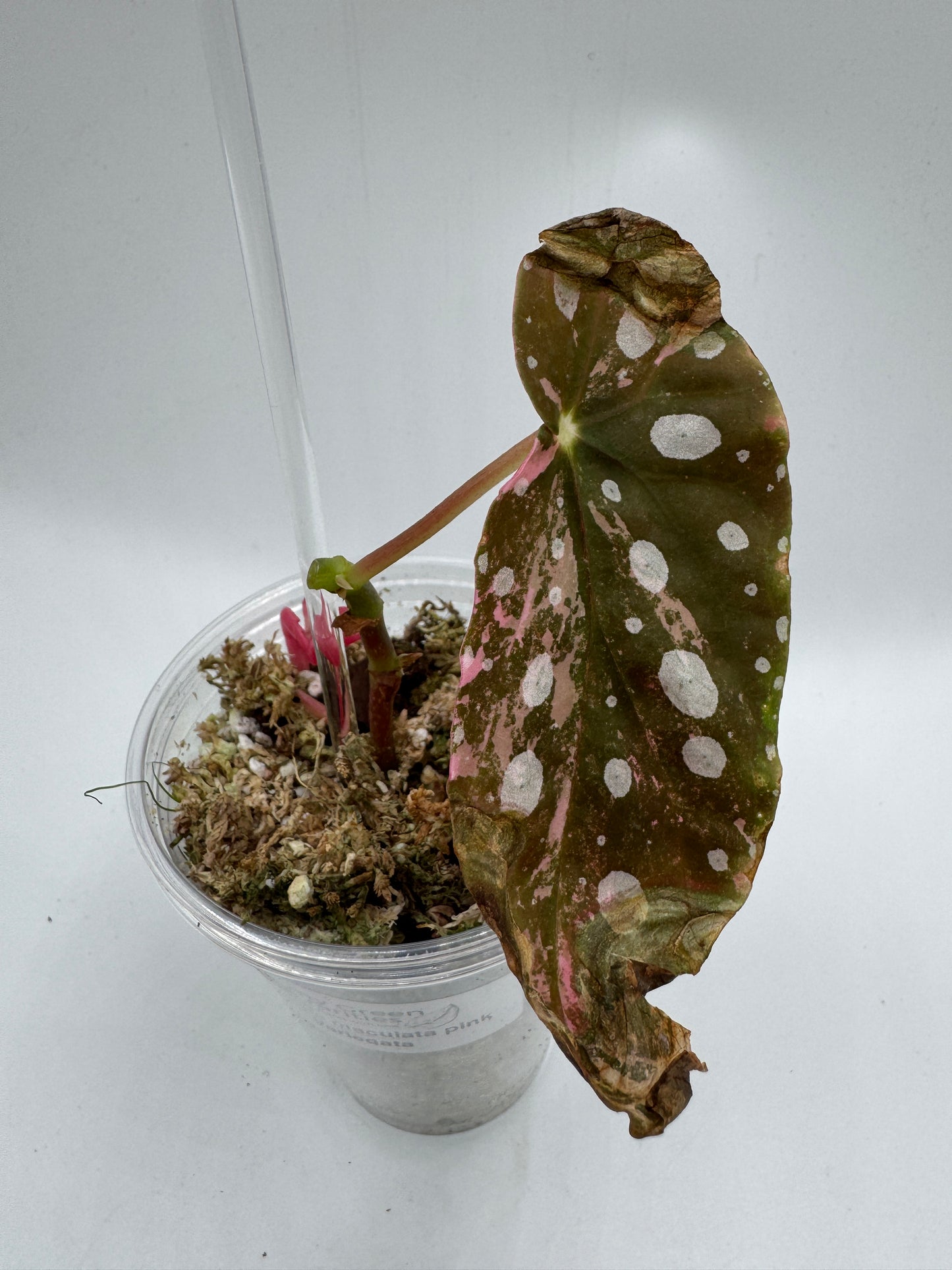 Begonia maculata pink variegata