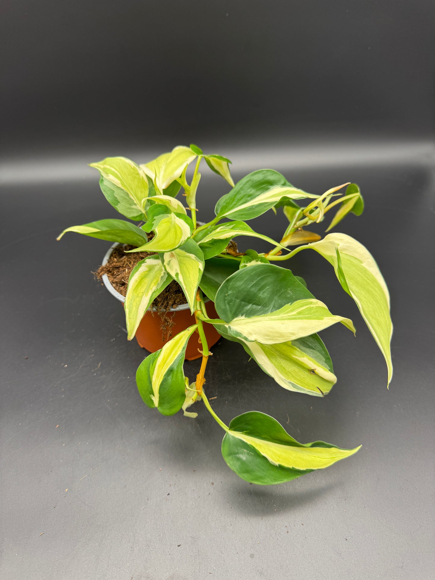 Philodendron Cream Splash
