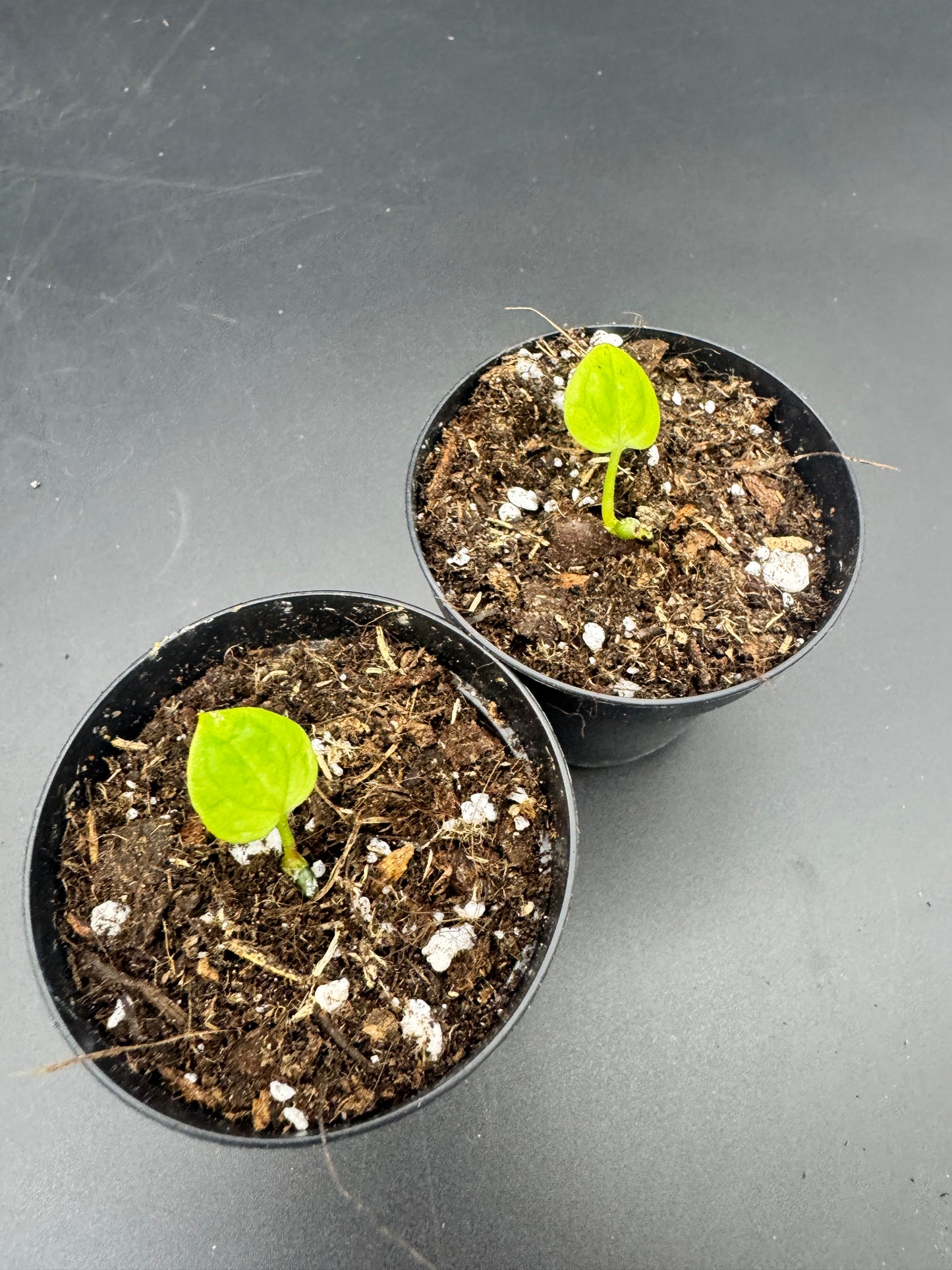 Anthurium Black Sweet mutated X CarlaxPapi Grimreaper seedlings