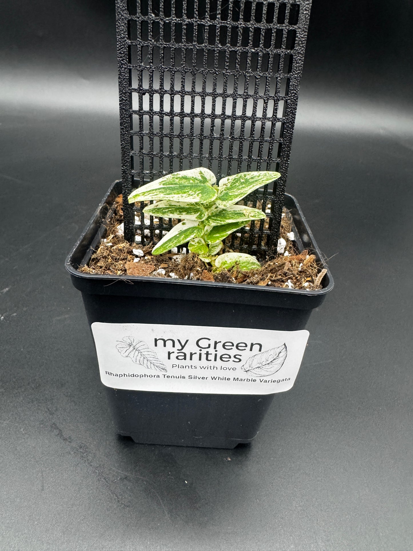 Rhaphidophora Tenuis Silver white Marble variegata