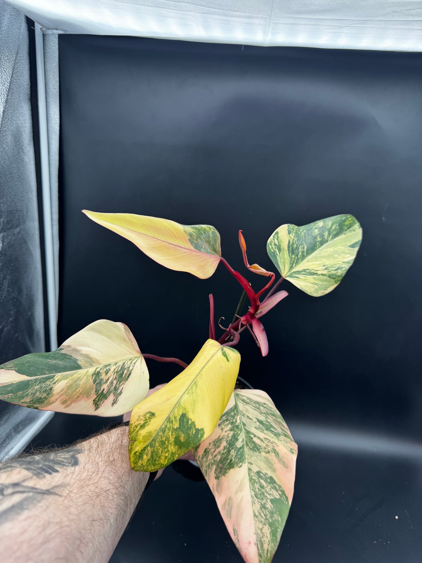 Philodendron strawberry Shake