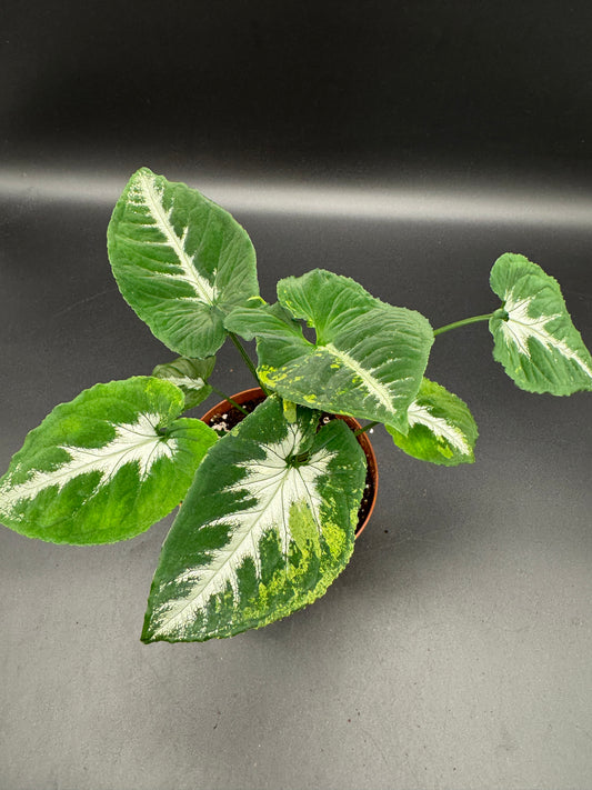 Syngonium scrambled eggs
