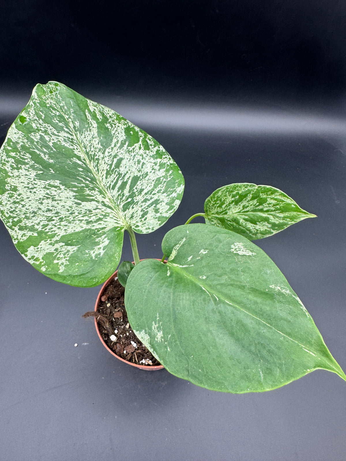 Monstera Bulbasaur