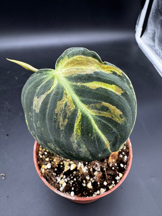 Philodendron melanochrysum variegata