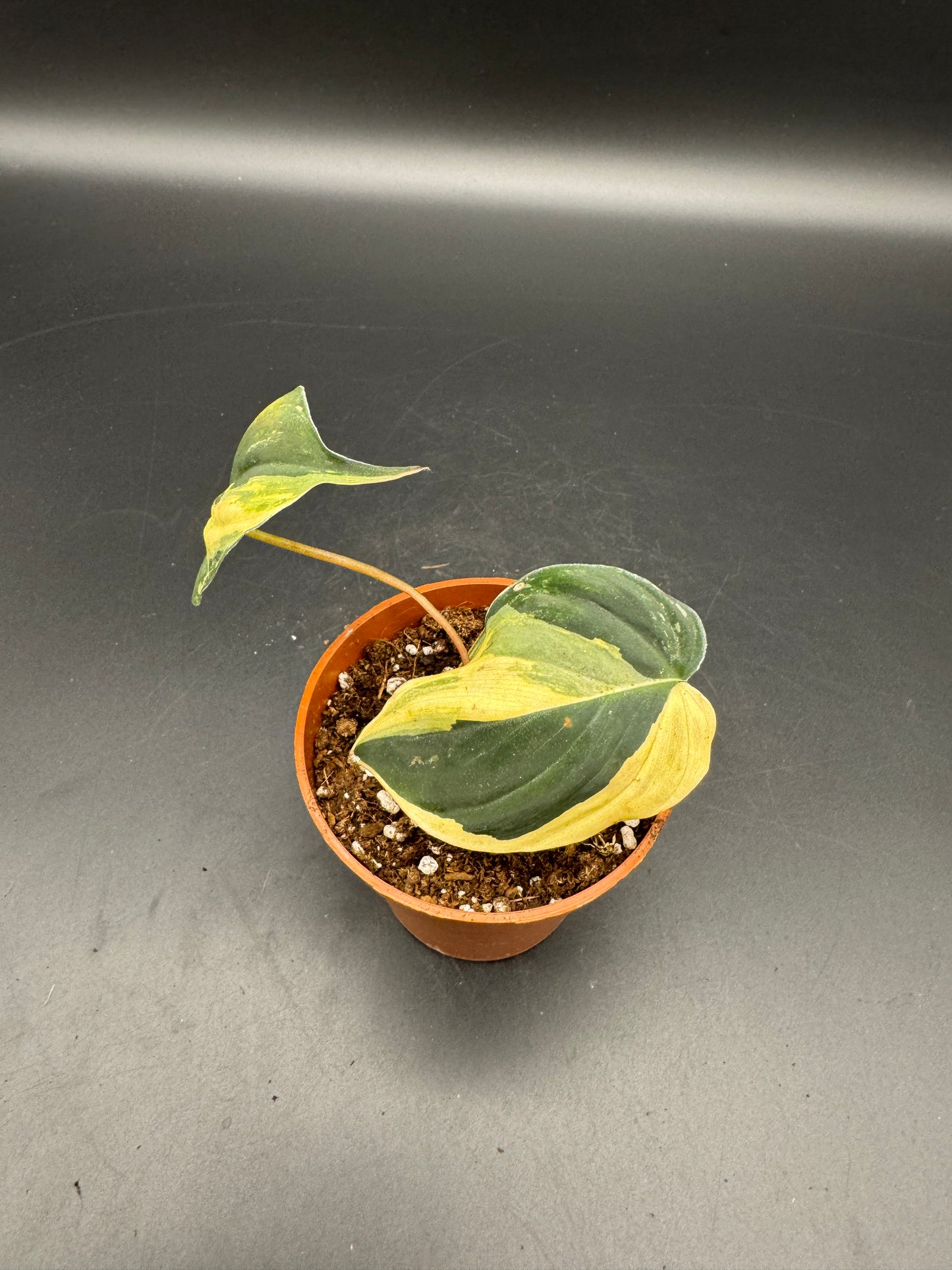 Philodendron micans variegata