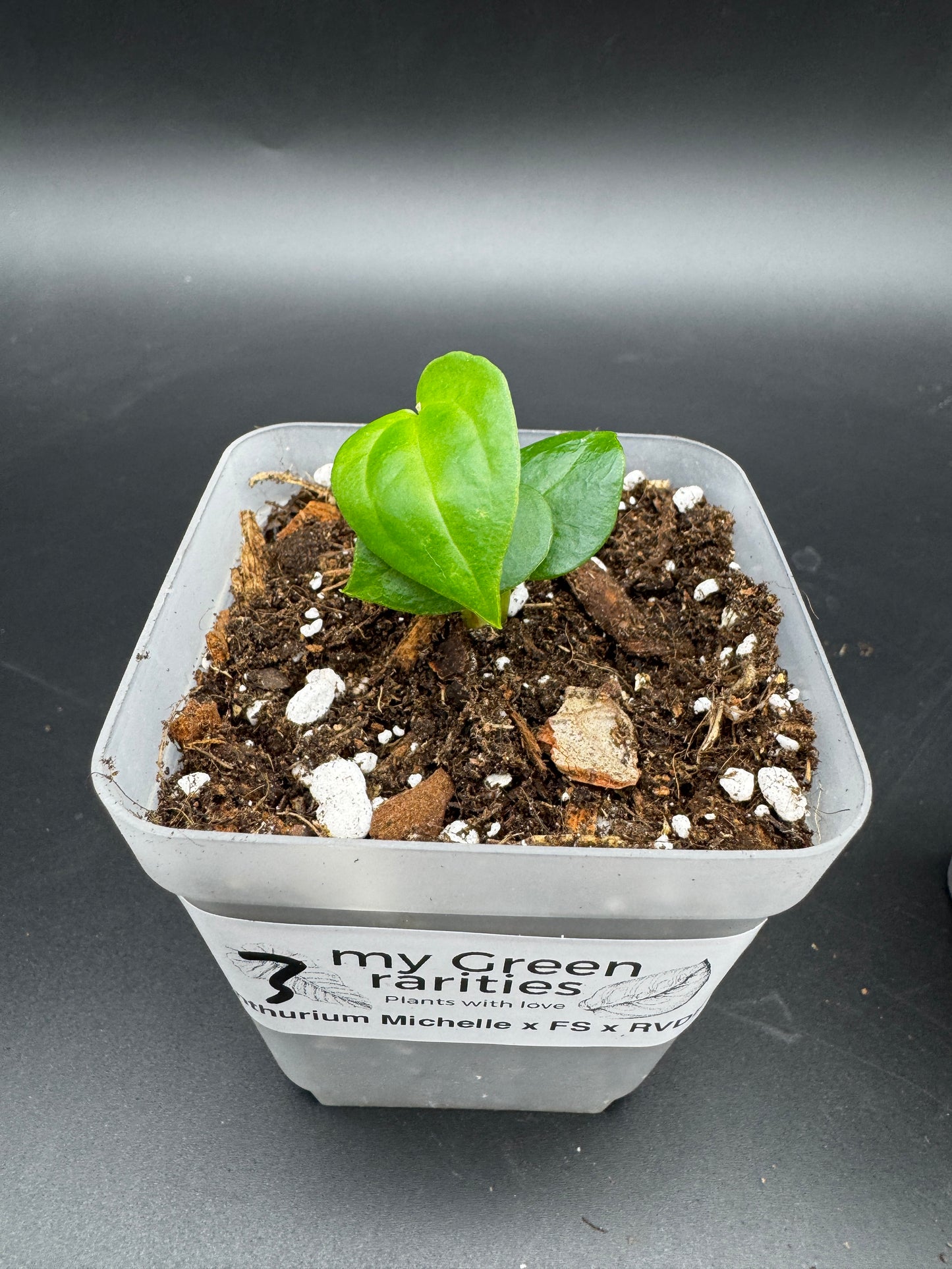 Anthurium Michelle × Anthurium FS × RVDP – Seedling (Kopie)