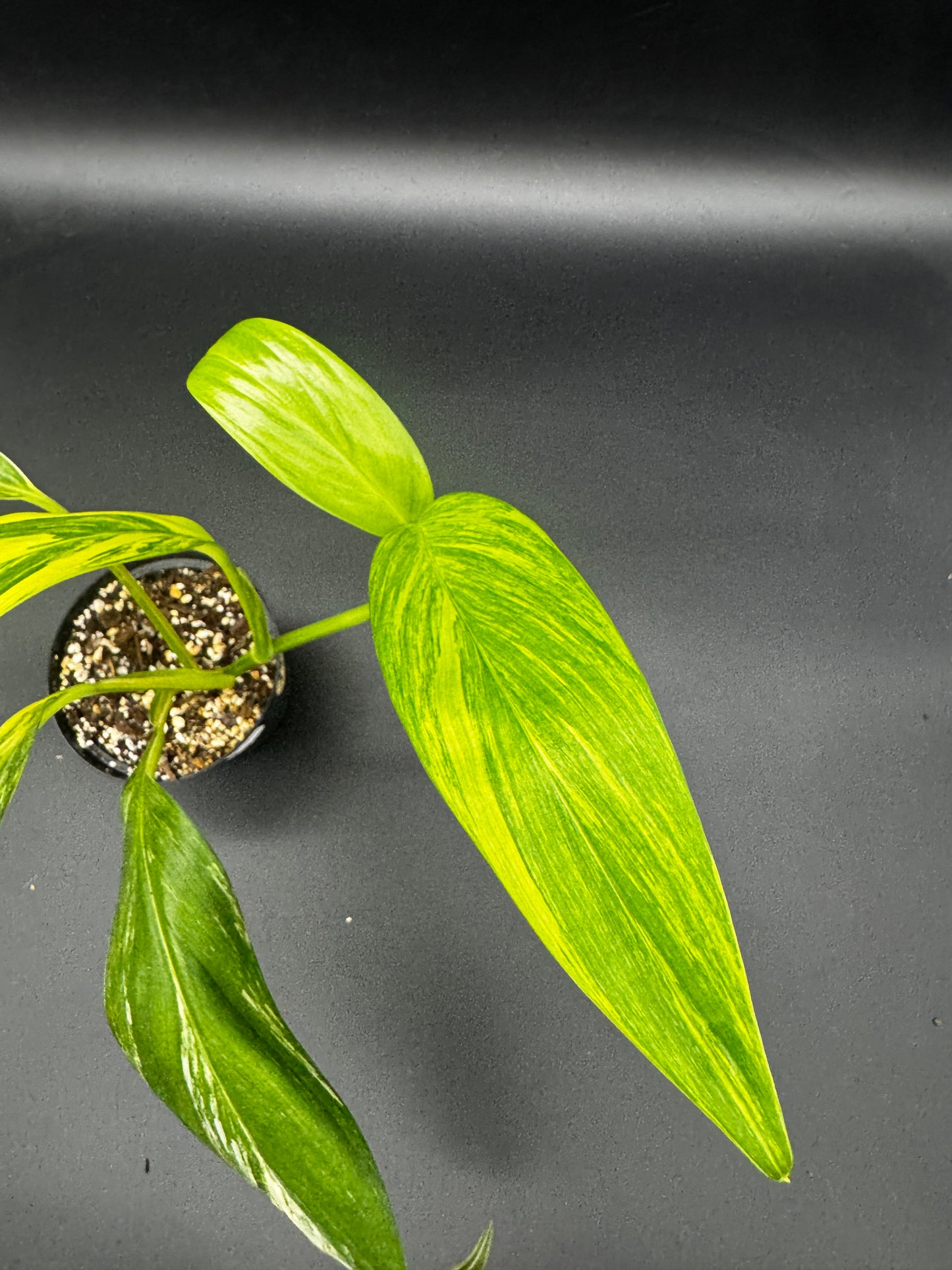 Epipremnum Amplissimum Aurea variegata