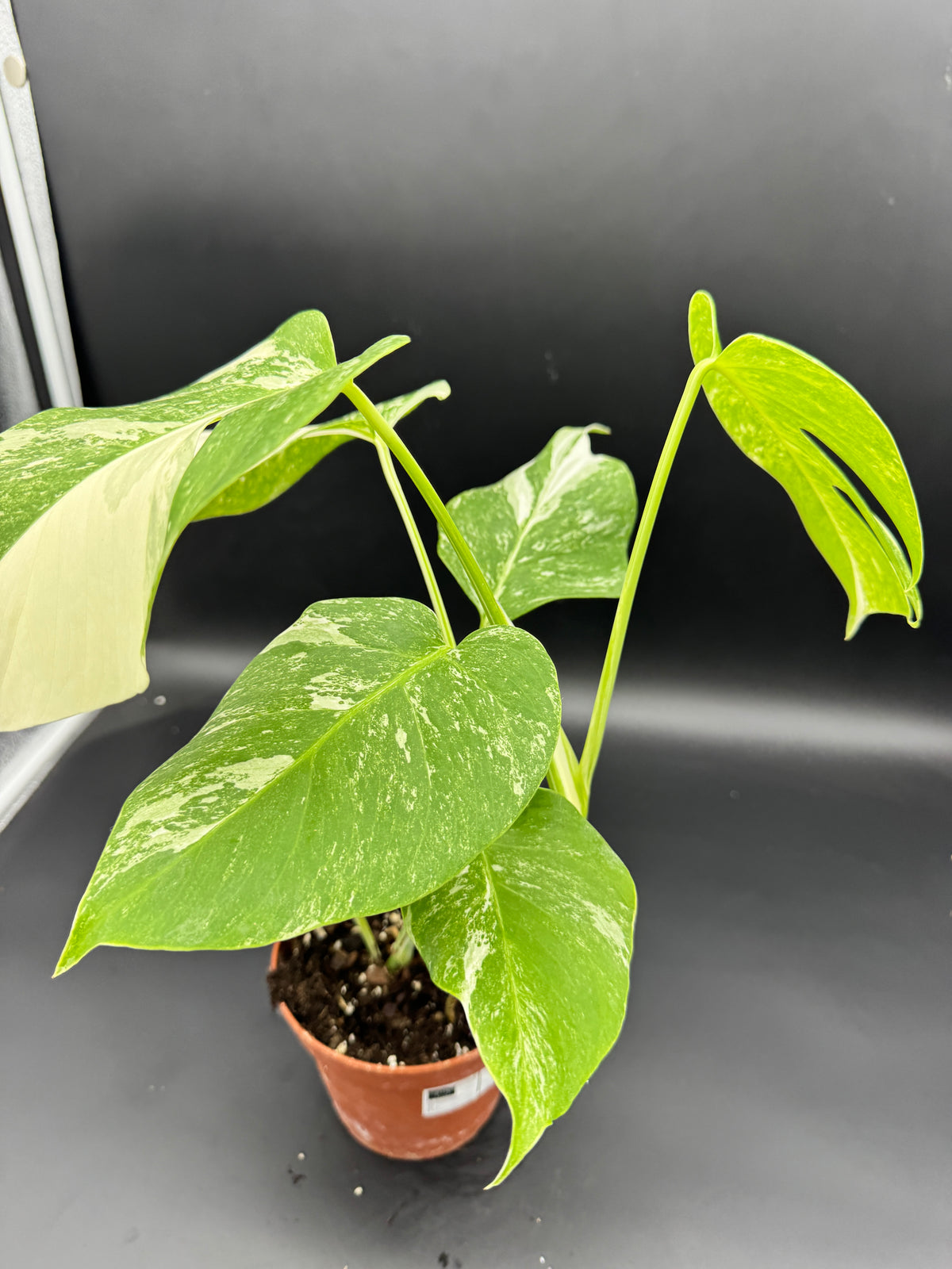 Monstera deliciosa variegata