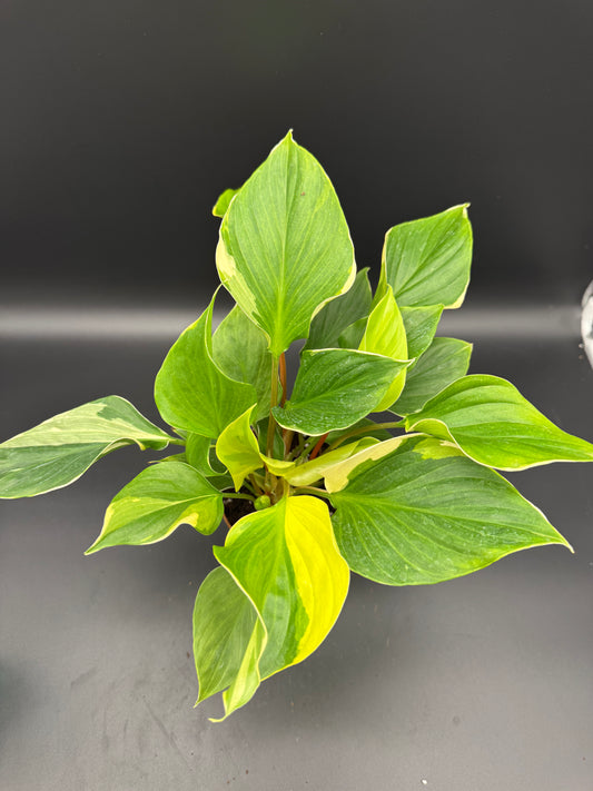 homalomena sunshine gem variegated