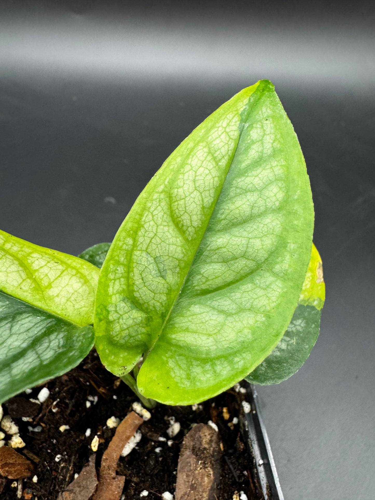 Monstera siltepecana Aurea variegata