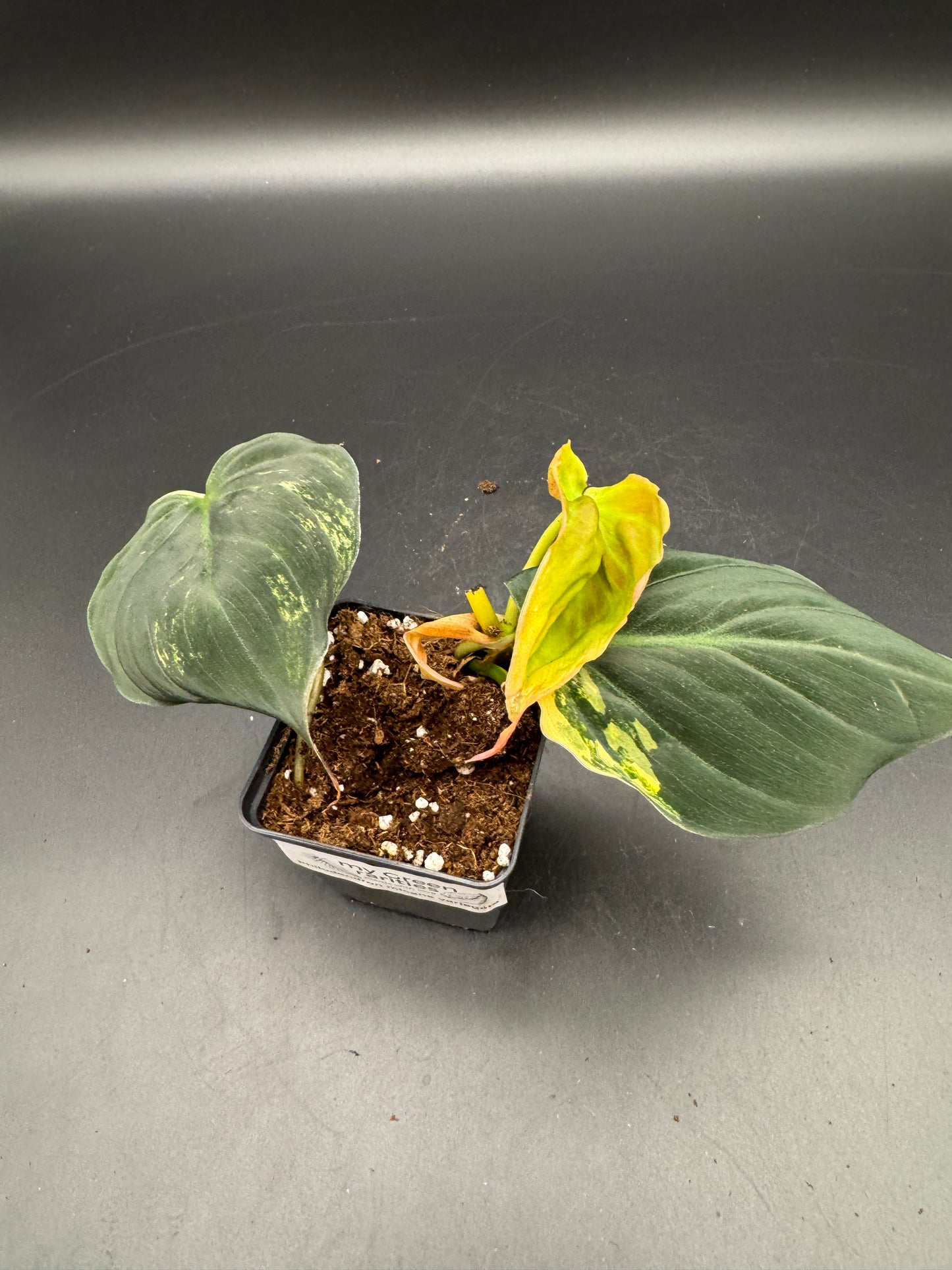Philodendron micans variegata