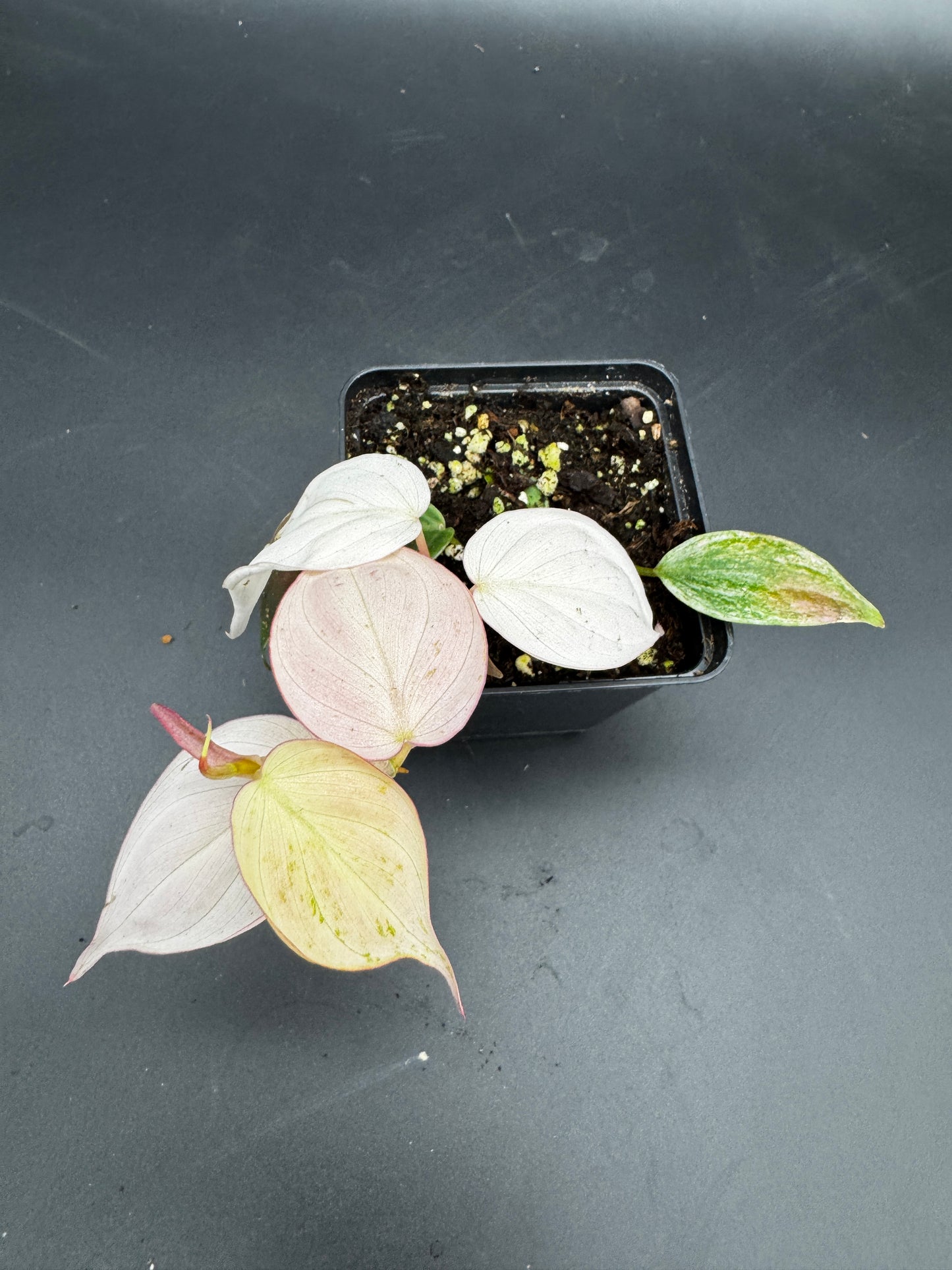 Philodendron micans pink marble variegata
