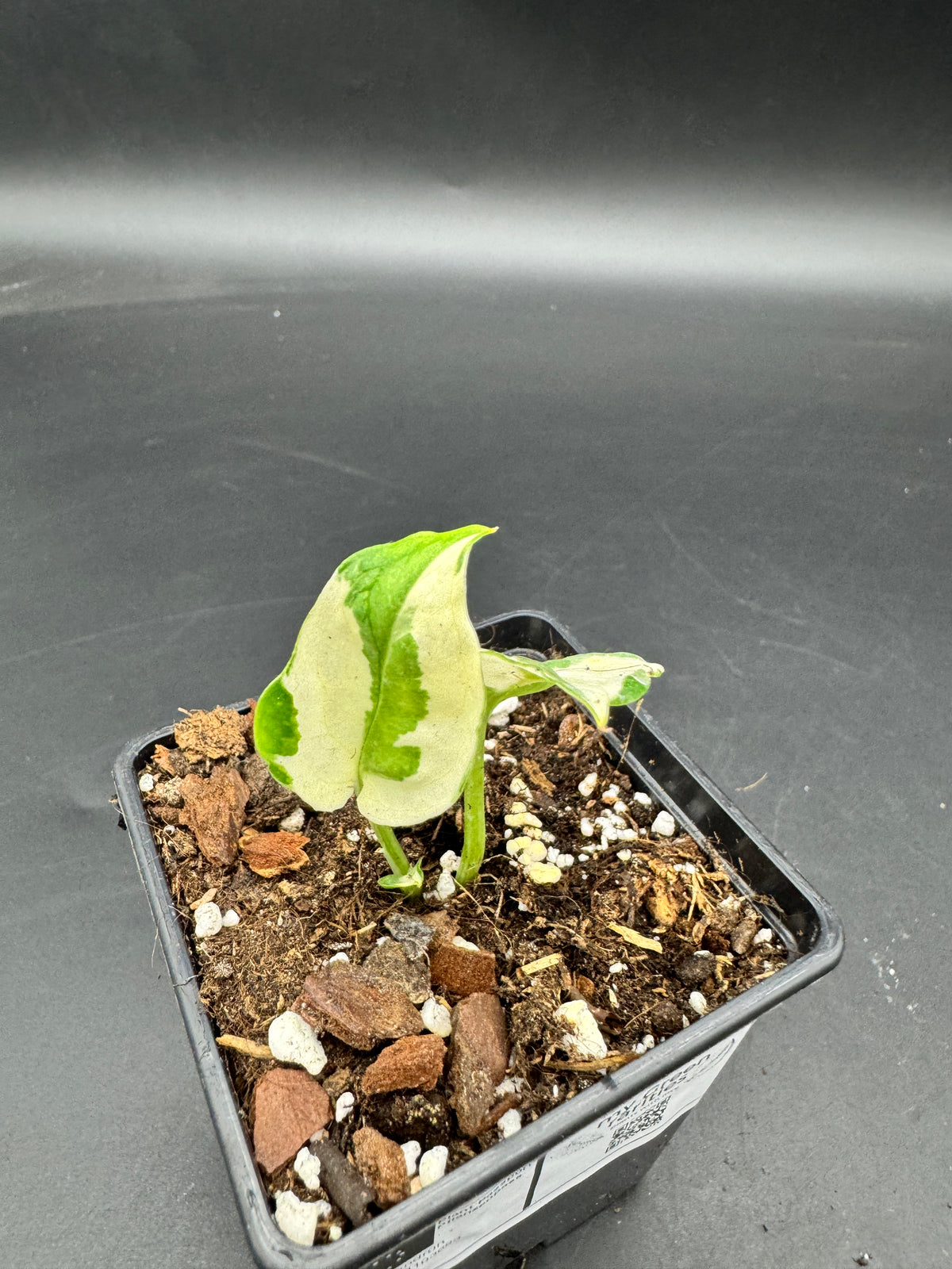 Philodendron Forrest of white